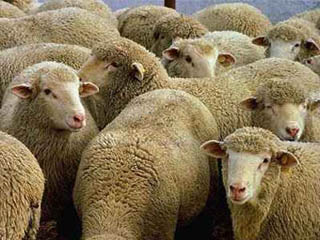 Хакасия  закупит в Туве тысячные стада овец